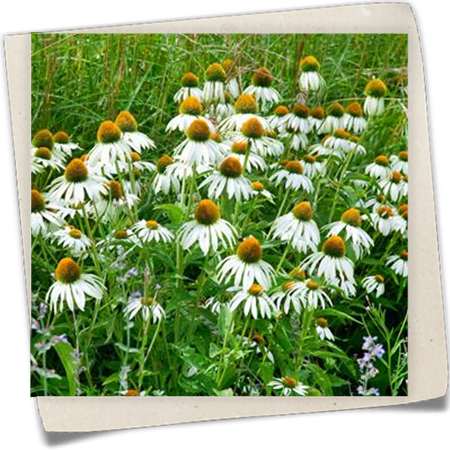 Garten-Scheinsonnenhut 'Alba' Garten-Scheinsonnenhut 'Alba'