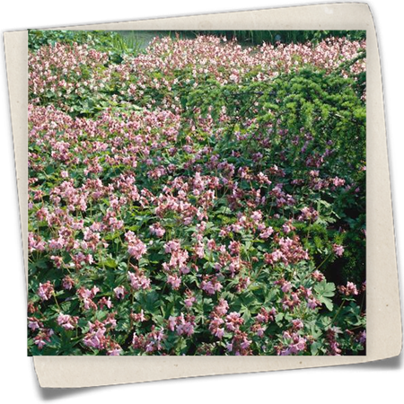 Südeuropäischer Felsen-Storchschnabel Südeuropäischer Felsen-Storchschnabel