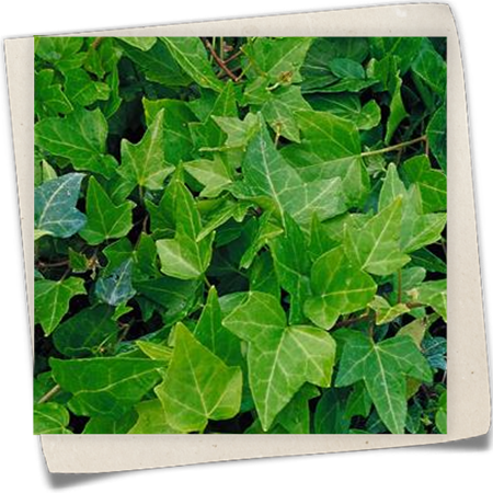 Efeu 'Shamrock' Efeu 'Shamrock'