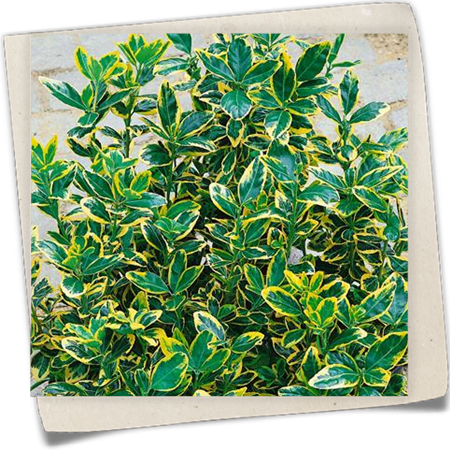 Gelbbunte Japanspindel 'Elegantissima Aurea' Gelbbunte Japanspindel 'Elegantissima Aurea'