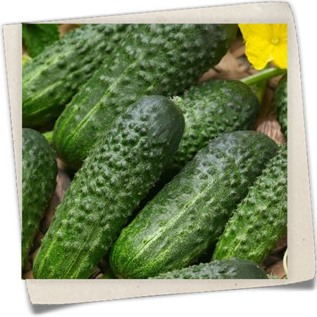 Gurke 'Einlegegurke' Gurke 'Einlegegurke'