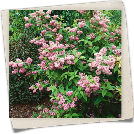 Sternchenstrauch 'Tourbillon Rouge' Sternchenstrauch 'Tourbillon Rouge'