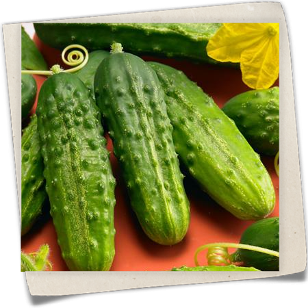 Einlege-Gurke 'Excelsior' Einlege-Gurke 'Excelsior'