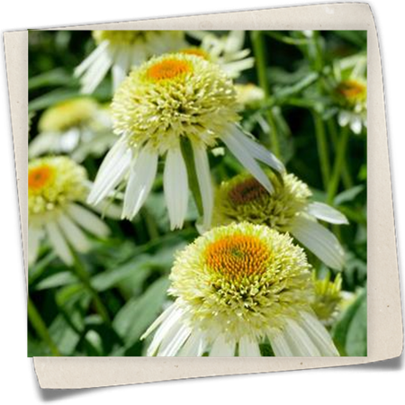 Garten-Scheinsonnenhut 'Coconut Lime'® Garten-Scheinsonnenhut 'Coconut Lime'®