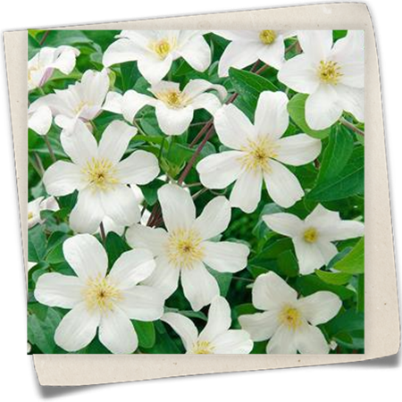 Italienische Waldrebe 'Huldine' Italienische Waldrebe 'Huldine'