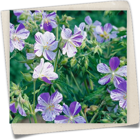 Wiesen-Storchschnabel Wiesen-Storchschnabel