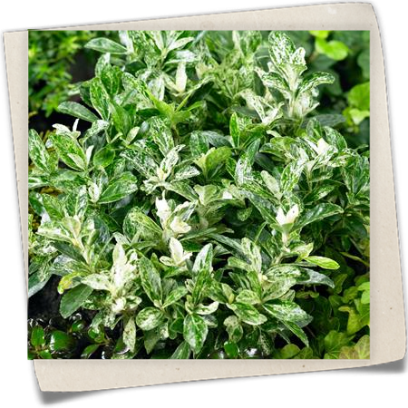 Japanspindel 'Hees Pierrolino'® Japanspindel 'Hees Pierrolino'®