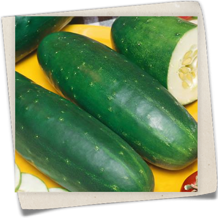 Salatgurke 'Gemini' Salatgurke 'Gemini'