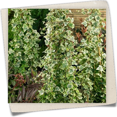 Efeu 'White Ripple' Efeu 'White Ripple'