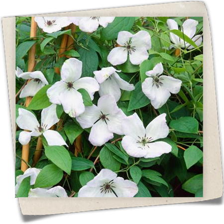 Italienische Waldrebe 'Kathryn Chapman' Italienische Waldrebe 'Kathryn Chapman'