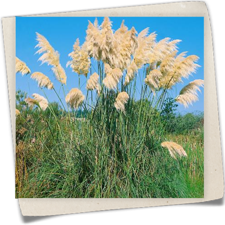 Garten-Pampasgras 'Compacta' Garten-Pampasgras 'Compacta'