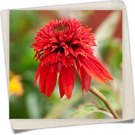 Purpursonnenhut Purpursonnenhut