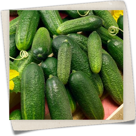 Mini-Cocktailgurke Mini-Cocktailgurke