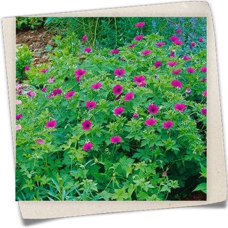 Garten-Storchschnabel 'Bressingham Flair' Garten-Storchschnabel 'Bressingham Flair'