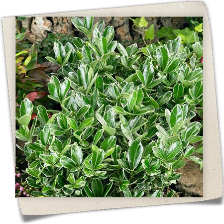 Japanspindel 'Paloma Blanca'® Japanspindel 'Paloma Blanca'®