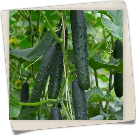 Drachengurke 'Jurassic' Drachengurke 'Jurassic'