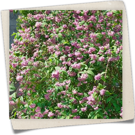 Sternchenstrauch 'Strawberry Fields' Sternchenstrauch 'Strawberry Fields'