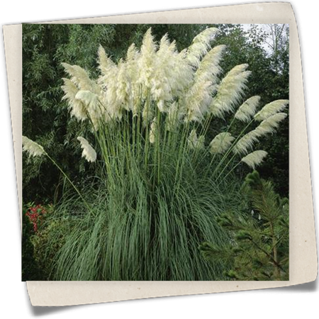 Garten-Pampasgras 'Giant' Garten-Pampasgras 'Giant'