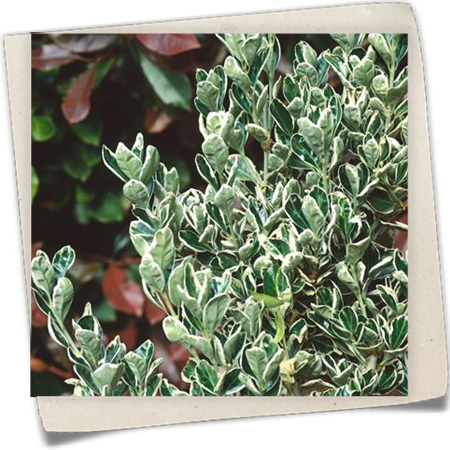 Japanischer Spindelstrauch 'Silver King' Japanischer Spindelstrauch 'Silver King'