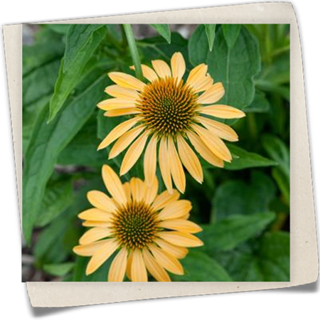 Garten-Scheinsonnenhut 'Harvest Moon' Garten-Scheinsonnenhut 'Harvest Moon'