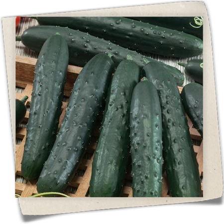 Kastengurke Kastengurke