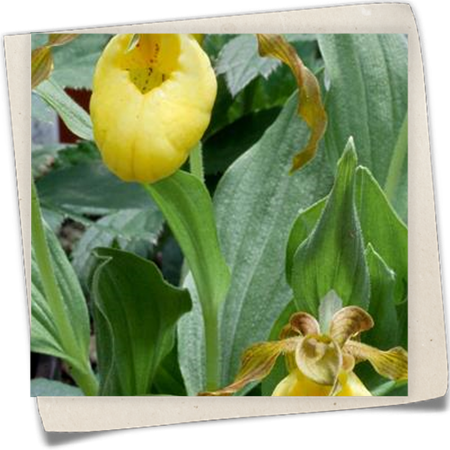 Frauenschuh Frauenschuh