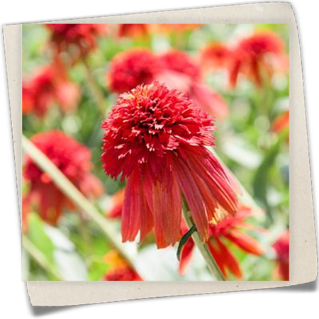 Garten-Scheinsonnenhut 'Hot Papaya'® Garten-Scheinsonnenhut 'Hot Papaya'®