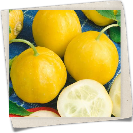 Gurke 'Lemon Apple' Gurke 'Lemon Apple'