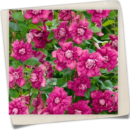 Italienische Waldrebe 'Purpurea Plena Elegans' Italienische Waldrebe 'Purpurea Plena Elegans'