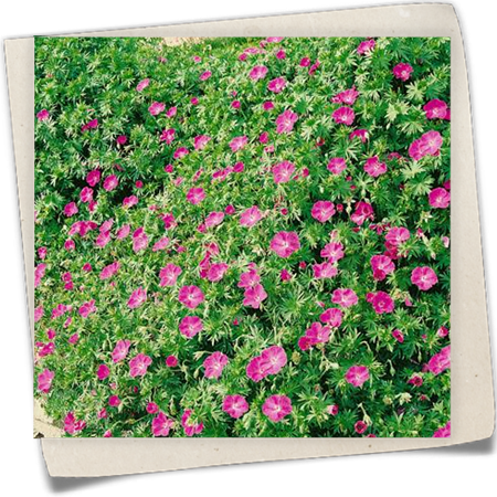 Garten-Blut-Storchschnabel 'Inverness' Garten-Blut-Storchschnabel 'Inverness'