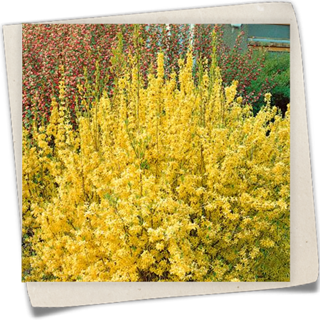 Forsythie 'Lynwood Gold' Forsythie 'Lynwood Gold'