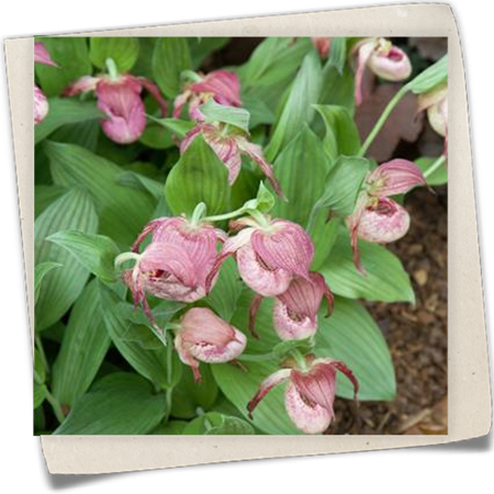 Kentucky-Frauenschuh Kentucky-Frauenschuh