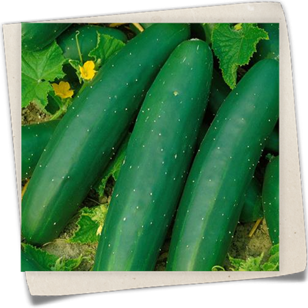 Gurke 'Marketer' Gurke 'Marketer'