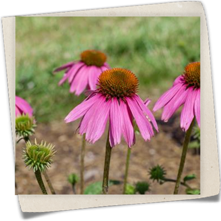 Garten-Scheinsonnenhut 'Kim´s Knee High' Garten-Scheinsonnenhut 'Kim´s Knee High'