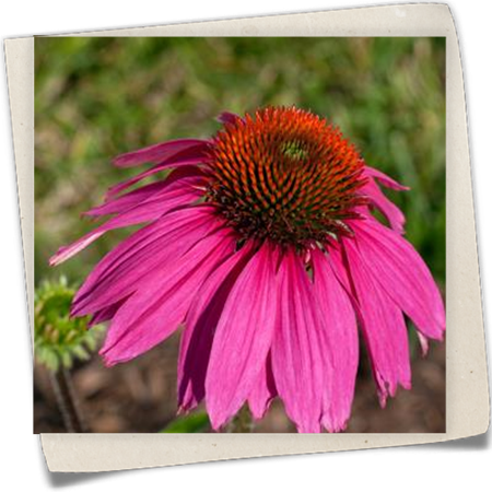 Garten-Scheinsonnenhut 'Red Knee High'® Garten-Scheinsonnenhut 'Red Knee High'®