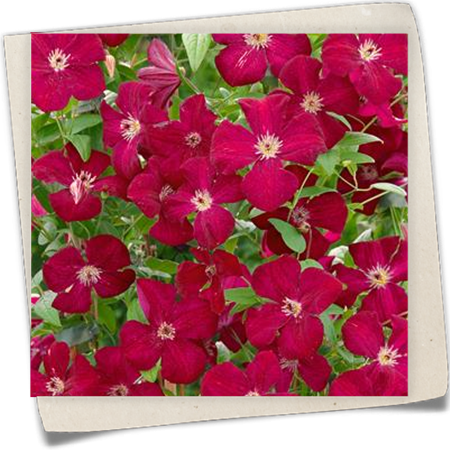 Italienische Waldrebe 'Royal Velours' Italienische Waldrebe 'Royal Velours'