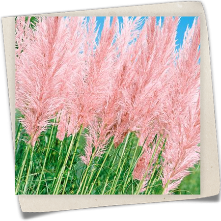 Garten-Pampasgras 'Pink Feather' Garten-Pampasgras 'Pink Feather'