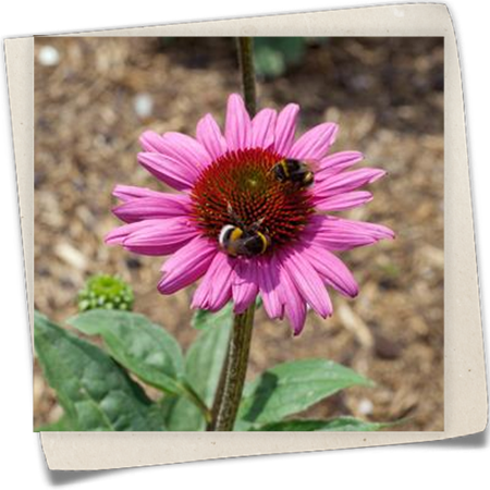 Sonnenhut 'Little Magnus'® Sonnenhut 'Little Magnus'®