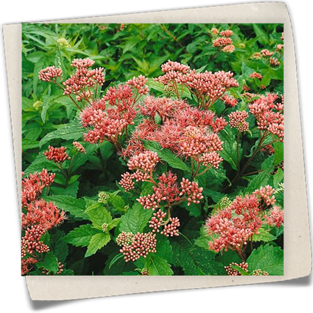 Purpur-Wasserdost Purpur-Wasserdost