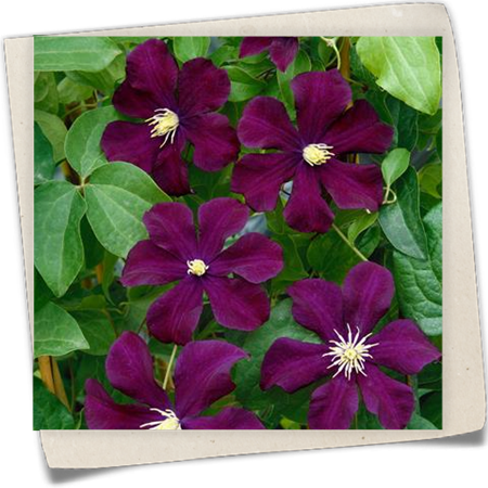 Waldrebe 'Warszawska Nike' (Großblumige Hybride) Waldrebe 'Warszawska Nike' (Großblumige Hybride)