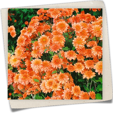 Garten-Chrysantheme 'Artist' Garten-Chrysantheme 'Artist'