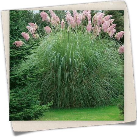 Rosablühendes Garten-Pampasgras 'Rosea' Rosablühendes Garten-Pampasgras 'Rosea'