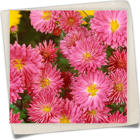 Gartenchrysantheme 'Jimmy Spoon' Gartenchrysantheme 'Jimmy Spoon'