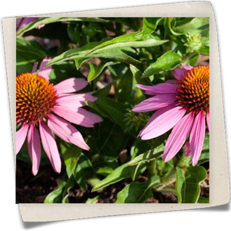 Garten-Scheinsonnenhut 'Mistral' Garten-Scheinsonnenhut 'Mistral'