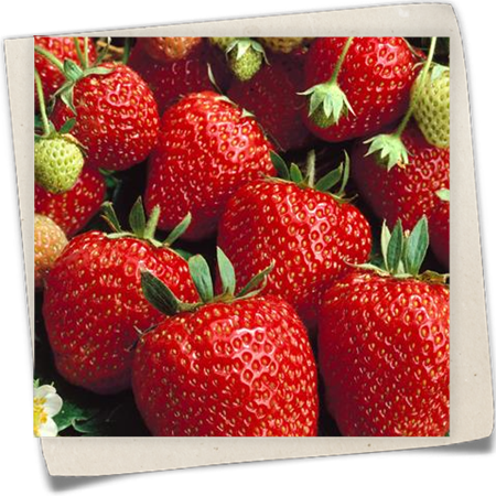 Erdbeere 'Cupido'® Erdbeere 'Cupido'®