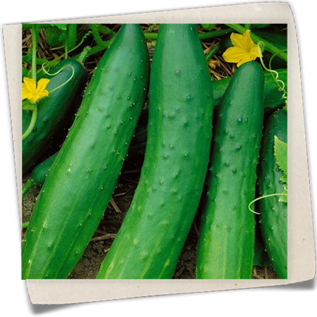 Senfgurke 'Riesen Schäl' Senfgurke 'Riesen Schäl'