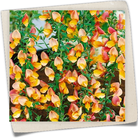 Edelginster 'Apricot Gem' Edelginster 'Apricot Gem'