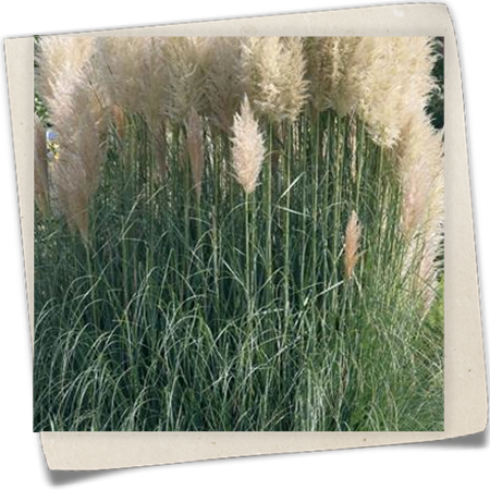 Garten-Pampasgras 'Sunningdale Silver' Garten-Pampasgras 'Sunningdale Silver'