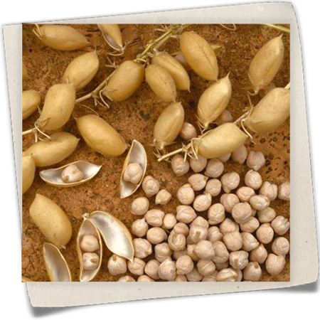 Kichererbse Kichererbse