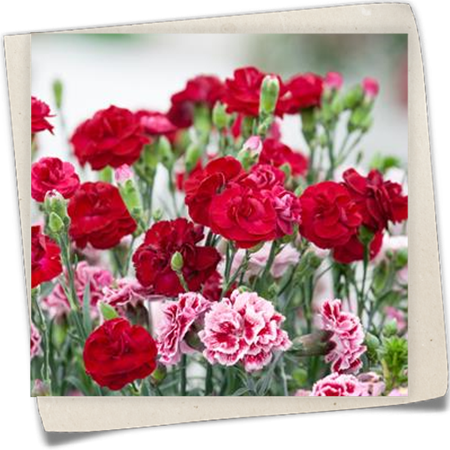 Gartennelke 'Perfume Pinks'® Gartennelke 'Perfume Pinks'®